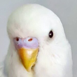 Platzhalter 4x3 Schwarzauge