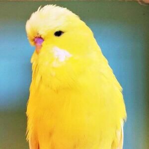 Platzhalter 4x3 Schwarzauge