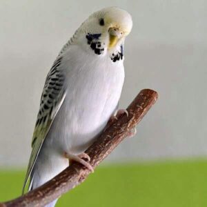 Platzhalter 4x3 Texas Clearbody