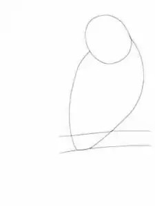 Wellensittiche zeichnen 2 Schritt 2