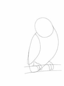 Wellensittiche zeichnen 4 Schritt 4