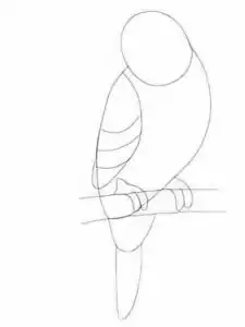 Wellensittiche zeichnen 5 Schritt 5