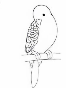 Wellensittiche zeichnen 7 Schritt 7