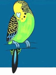 Wellensittiche zeichnen 8 Fertige Zeichnung
