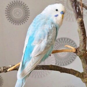 Platzhalter 4x3 Hellflügel (Opalin)