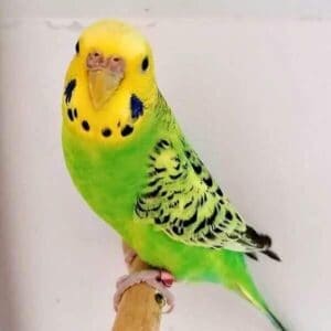 Platzhalter 4x3 Hellgrün (Opalin)