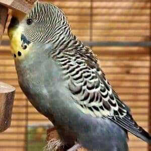 Platzhalter 4x3 Anthrazit (Gelbgesicht)