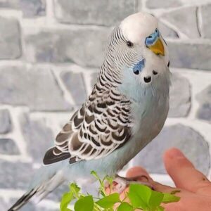 Platzhalter 4x3 Grau