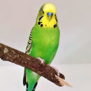 Platzhalter 4x3 Grün (1f)