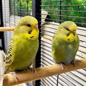 Platzhalter 4x3 Olivgrün (2f)