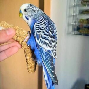 Platzhalter 4x3 Violett