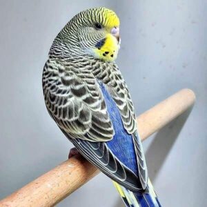 Platzhalter 4x3 Violett (Gelbgesicht)