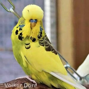 Platzhalter 4x3 Australischer Schecke