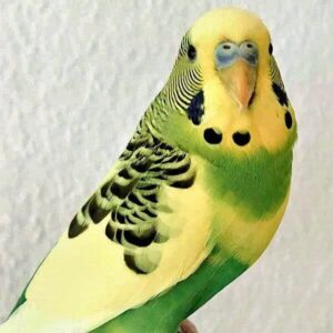 Platzhalter 4x3 Halsbandschecke