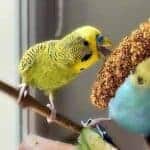 Kolben- & Rispenhirse Kolben- & Rispenhirse