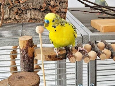 Clickertraining 01 Clickertraining 01