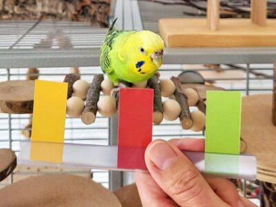 Clickertraining Clickertraining