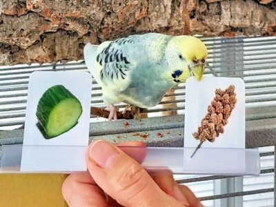 Clickertraining Clickertraining