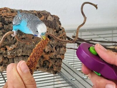 Clickertraining Clickertraining