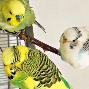 Äste für Wellensittiche Äste für Wellensittiche