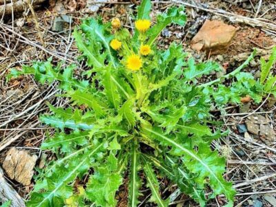 Futterpflanzen: Gänsedistel 2 Gänsedistel