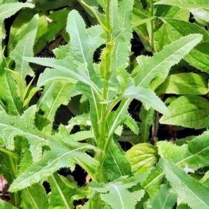 Futterpflanzen: Gänsedistel 4 Blätter der Gänsedistel