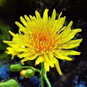 Futterpflanzen: Gänsedistel 3 Blüte der Gänsedistel