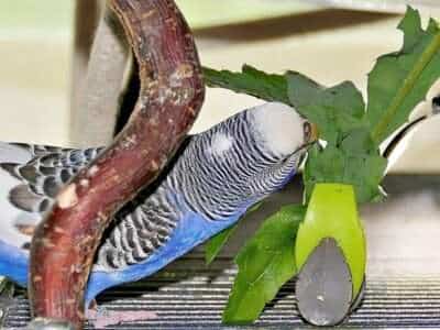 Futterpflanzen: Gänsedistel 1 Wellensittich knabbert an Blättern der Gänsedistel