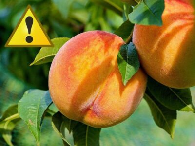 Obstbäume Obstbäume