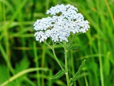 Futterpflanzen: Schafgarbe 2 Schafgarbe