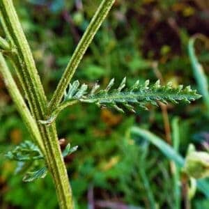 Futterpflanzen: Schafgarbe 4 Blätter der Schafgarbe