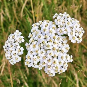 Futterpflanzen: Schafgarbe 3 Blüten der Schafgarbe