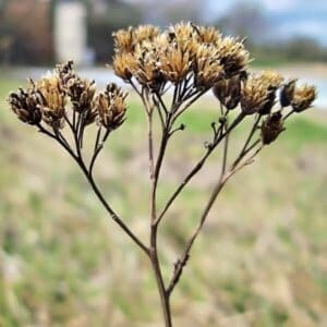 Futterpflanzen: Schafgarbe 5 Samen der Schafgarbe