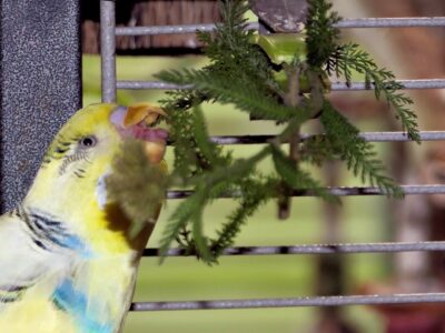 Futterpflanzen: Schafgarbe 1 Wellensittich knabbert an den Blättern der Schafgarbe