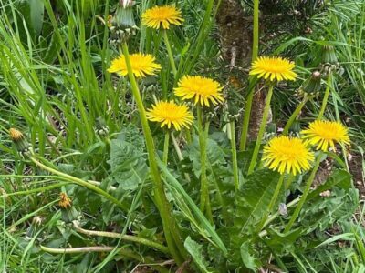 Futterpflanzen: Löwenzahn 2 Löwenzahn