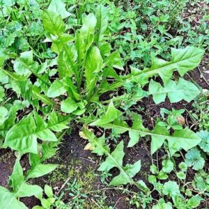 Futterpflanzen: Löwenzahn 4 Blätter des Löwenzahns