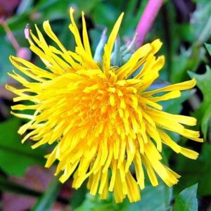 Futterpflanzen: Löwenzahn 3 Blüte des Löwenzahns