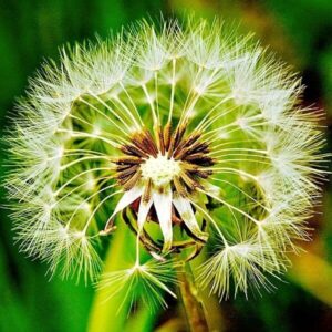 Futterpflanzen: Löwenzahn 5 Samen des Löwenzahns