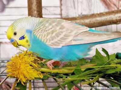 Futterpflanzen: Löwenzahn 1 Wellensittich frisst Löwenzahn