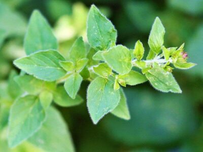 Heilpflanzen: Oregano 1 Oregano