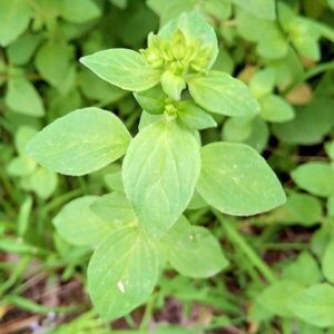 Heilpflanzen: Oregano 3 Blätter des Oreganos