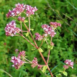 Heilpflanzen: Oregano 2 Blüten des Oreganos