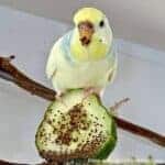 "Panierte" Gurke mit Körnern "Panierte" Gurke mit Körnern