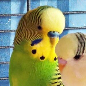 Warnung – Futternäpfe 1 Wellensittich Tommy