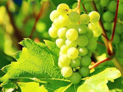 Obst: Weintrauben 2 Weintraube