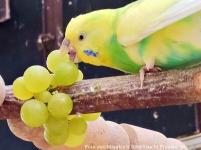 Obst: Weintrauben 1 Wellensittich knabbert an einer Weintraube