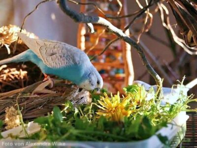 Welli mit Löwenzahn Welli mit Löwenzahn