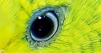 Welli-Auge Welli-Auge