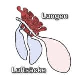 Luftsäcke & Lungen Luftsäcke & Lungen