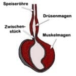 Verdaungsorgane Verdaungsorgane